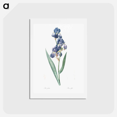 アートポストカード-Dalmatian iris illustration - ピエール ジョゼフ ルドゥーテ Postcard.