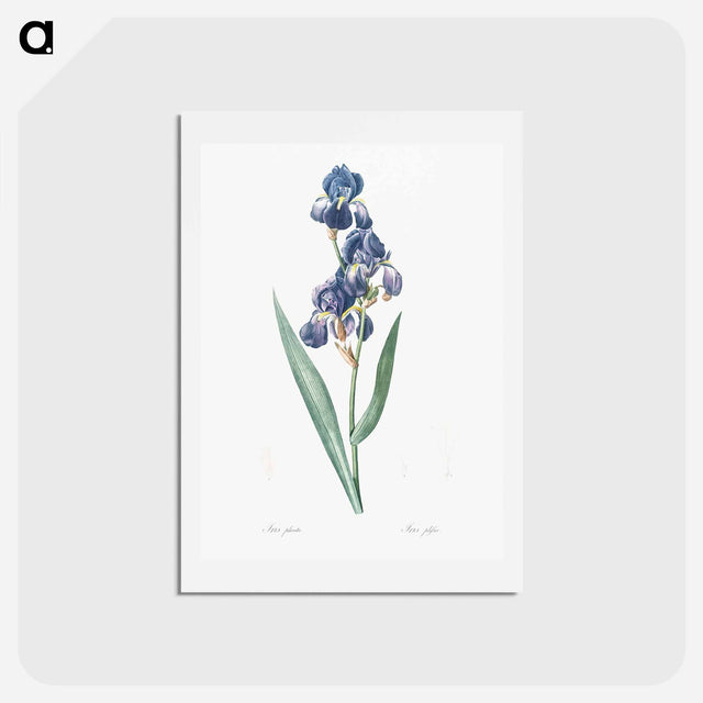 アートポストカード-Dalmatian iris illustration - ピエール ジョゼフ ルドゥーテ Postcard.