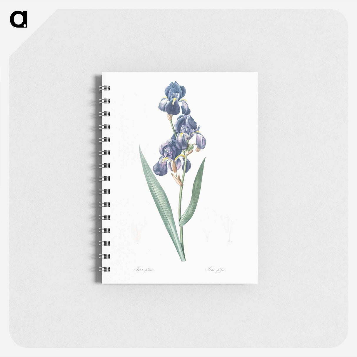 Dalmatian iris illustration - ピエール ジョゼフ ルドゥーテ Memo.
