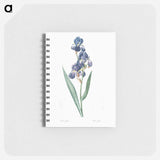 Dalmatian iris illustration - ピエール ジョゼフ ルドゥーテ Memo.