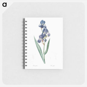 アートメモ帳-Dalmatian iris illustration - ピエール ジョゼフ ルドゥーテ Memo.