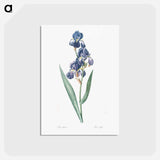 アートポストカード-Dalmatian iris illustration - ピエール ジョゼフ ルドゥーテ Postcard.