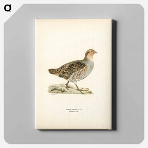 アートパネル-Grey Partridge
 - スヴェンスカ フォグラル Canvas.