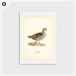 アートポストカード-Grey Partridge
 - スヴェンスカ フォグラル Postcard.