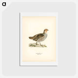 アートポストカード-Grey Partridge
 - スヴェンスカ フォグラル Postcard.