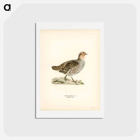 アートポストカード-Grey Partridge
 - スヴェンスカ フォグラル Postcard.