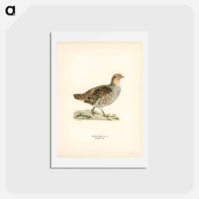 アートポストカード-Grey Partridge
 - スヴェンスカ フォグラル Postcard.
