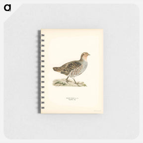 アートメモ帳-Grey Partridge
 - スヴェンスカ フォグラル Memo.