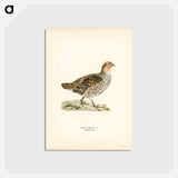 アートポストカード-Grey Partridge
 - スヴェンスカ フォグラル Postcard.