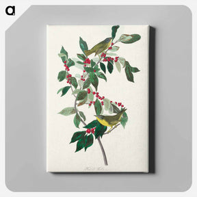 アートパネル-Nashville Warbler
 - アメリカの鳥たち Canvas.