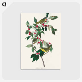 アートポストカード-Nashville Warbler
 - アメリカの鳥たち Postcard.