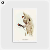 アートポストカード-Welcome Swallow
 - オーストラリアの鳥 Postcard.
