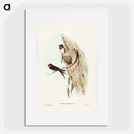 アートポスター-Welcome Swallow
- オーストラリアの鳥 Poster.