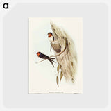 アートポストカード-Welcome Swallow
 - オーストラリアの鳥 Postcard.