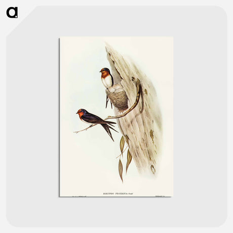 アートポストカード-Welcome Swallow
 - オーストラリアの鳥 Postcard.
