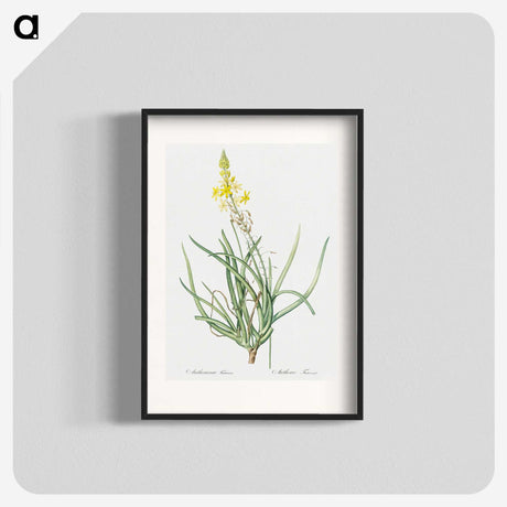 3-32_The-Lilies_blk
