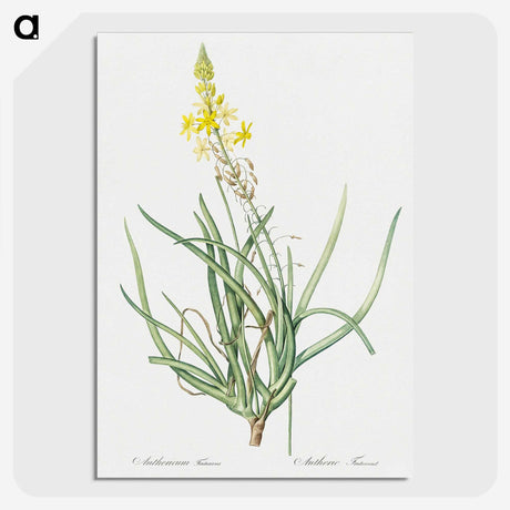 3-32_The-Lilies_picture-crop