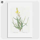3-32_The-Lilies_picture