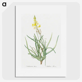 3-32_The-Lilies_picture