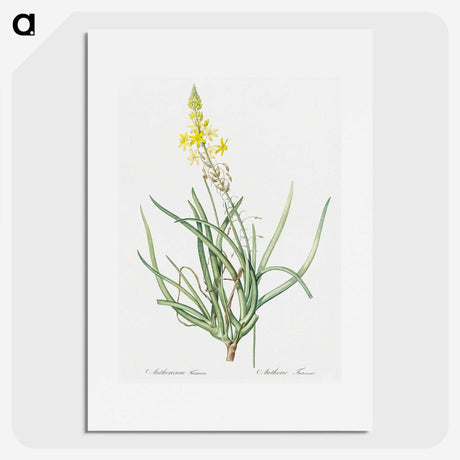 3-32_The-Lilies_picture