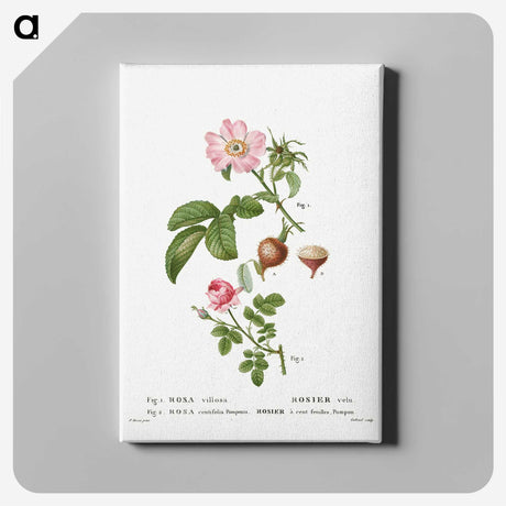 3-32_Treatise-on-Trees-and-Shrubs_canvas