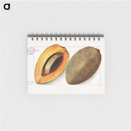 3-32_USDA-Watercolor-Fruit-Painting-Collection_memo