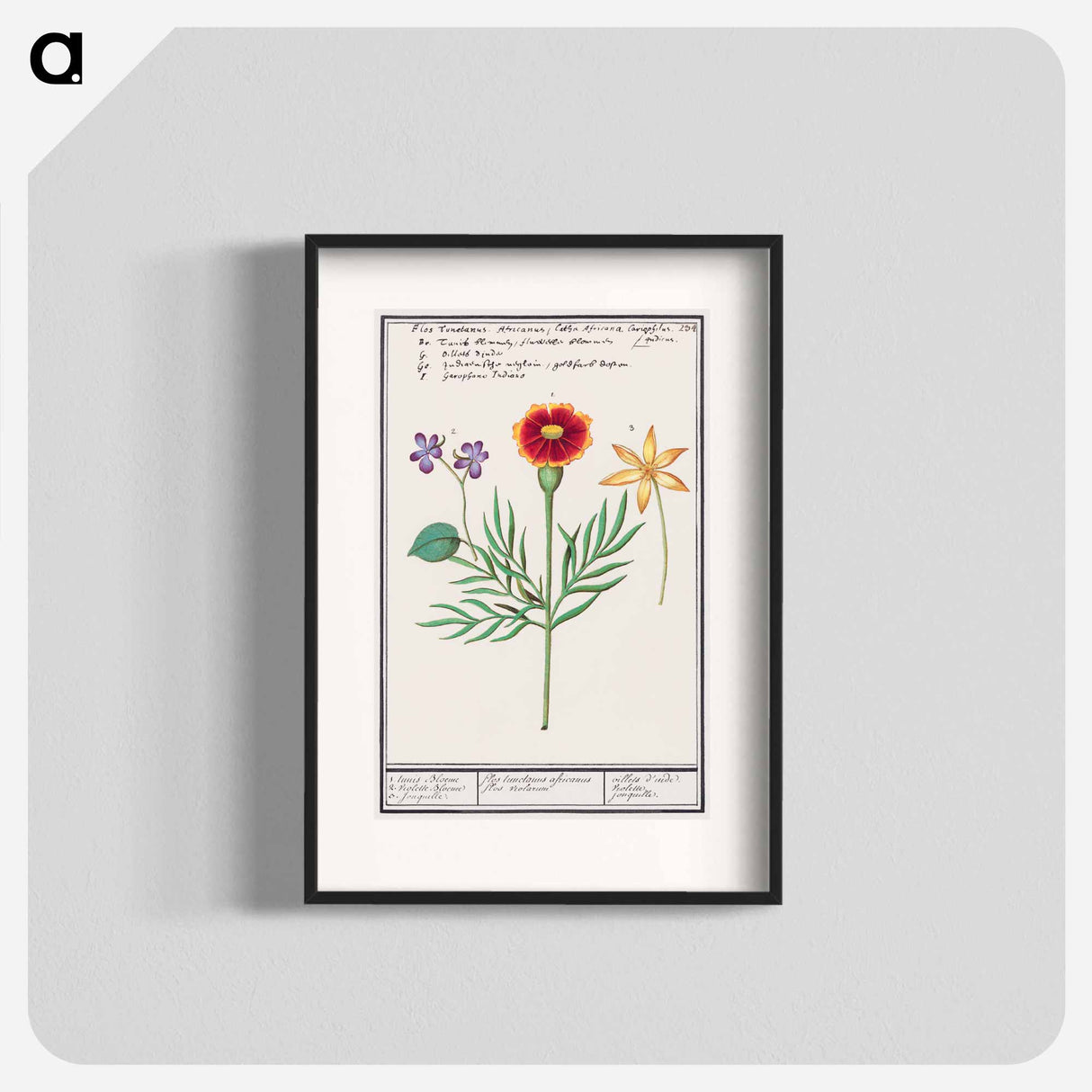 Tagetes, violet, Viola and daffodil, Narcissus - アンセルムス ボエティウス デ ブート Poster.