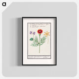Tagetes, violet, Viola and daffodil, Narcissus - アンセルムス ボエティウス デ ブート Poster.