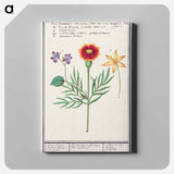 Tagetes, violet, Viola and daffodil, Narcissus - アンセルムス ボエティウス デ ブート Canvas.