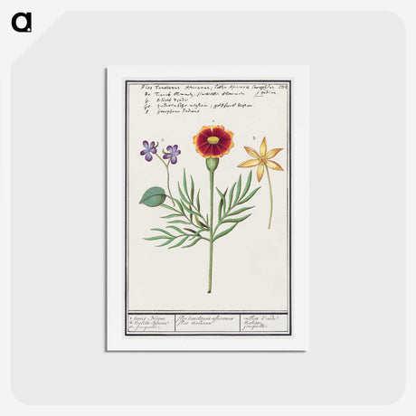 3-33_Anselmus-Boetius-de-Boodt_hagaki