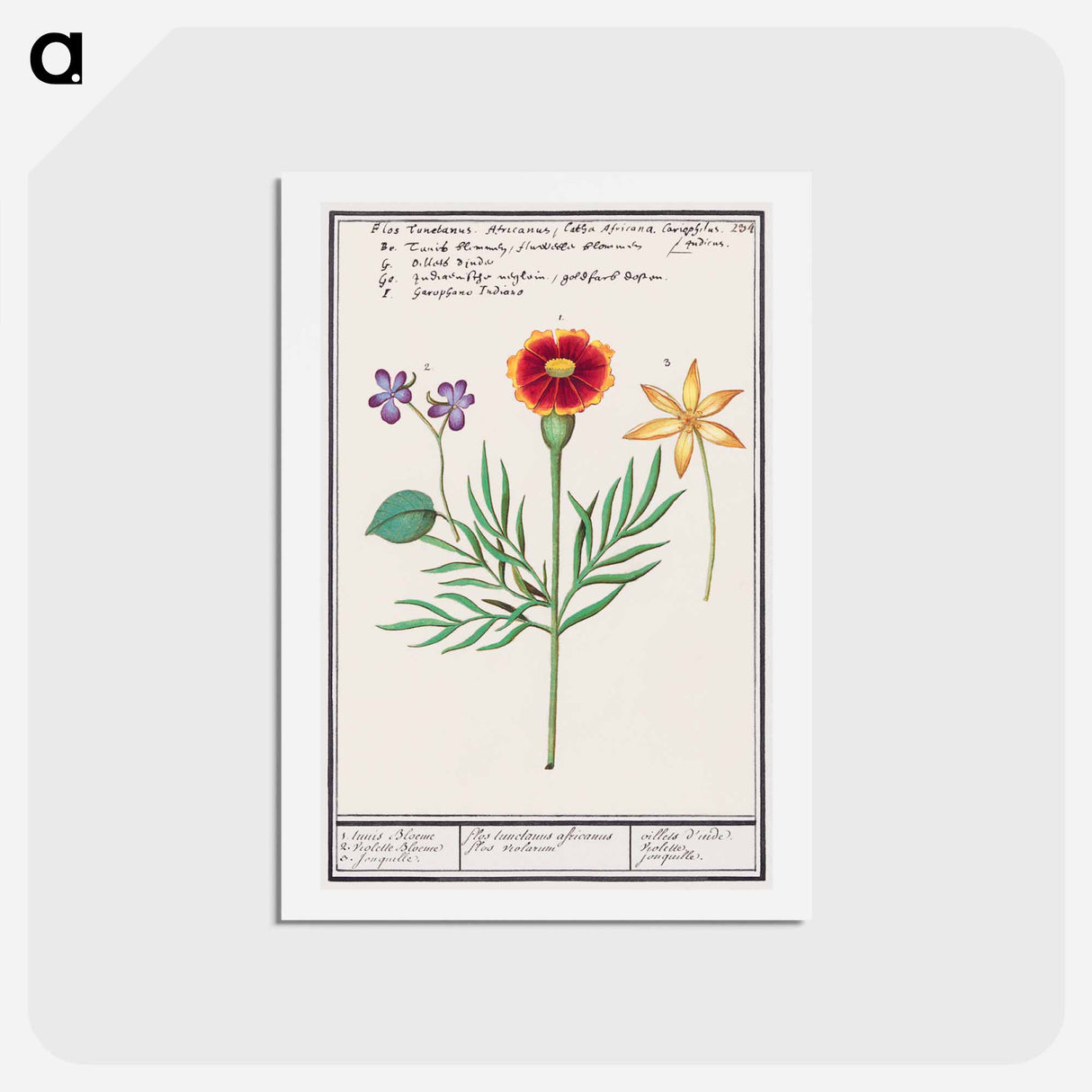 Tagetes, violet, Viola and daffodil, Narcissus - アンセルムス ボエティウス デ ブート Postcard.