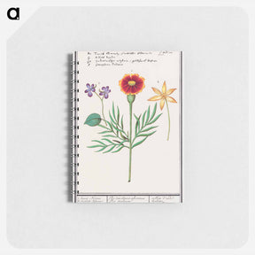 アートメモ帳-Tagetes, violet, Viola and daffodil, Narcissus - アンセルムス ボエティウス デ ブート Memo.