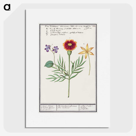 3-33_Anselmus-Boetius-de-Boodt_picture