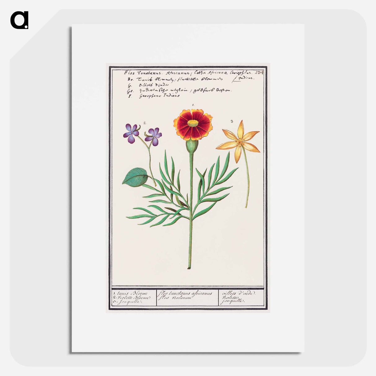 Tagetes, violet, Viola and daffodil, Narcissus - アンセルムス ボエティウス デ ブート Poster.
