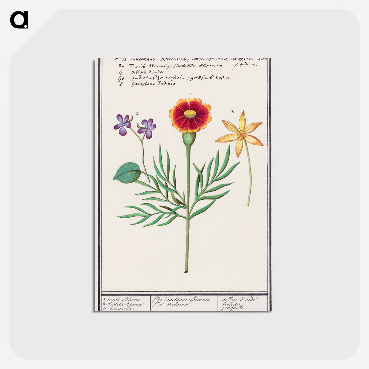 Tagetes, violet, Viola and daffodil, Narcissus - アンセルムス ボエティウス デ ブート Postcard.