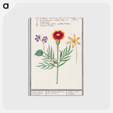 Tagetes, violet, Viola and daffodil, Narcissus - アンセルムス ボエティウス デ ブート Postcard.