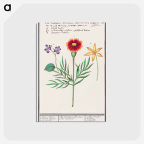 アートポストカード-Tagetes, violet, Viola and daffodil, Narcissus - アンセルムス ボエティウス デ ブート Postcard.