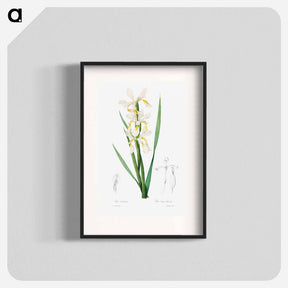 アートポスター-Gold-banded Iris
 - クリーブランド美術館 Poster.
