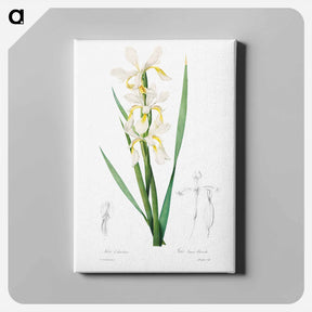 アートパネル-Gold-banded Iris
 - クリーブランド美術館 Canvas.