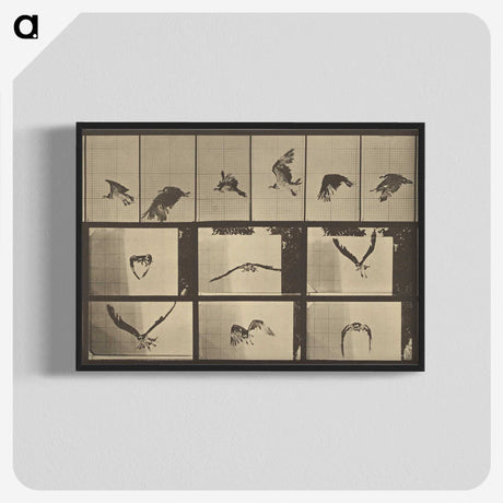 3-33_Eadweard-Muybridge_blk-crop