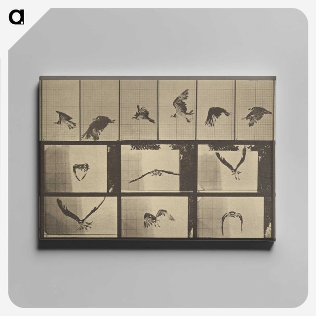 3-33_Eadweard-Muybridge_canvas