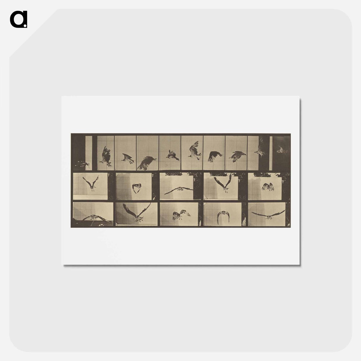 アートポストカード-Animal Locomotion
 - エドワード マイブリッジ Postcard.