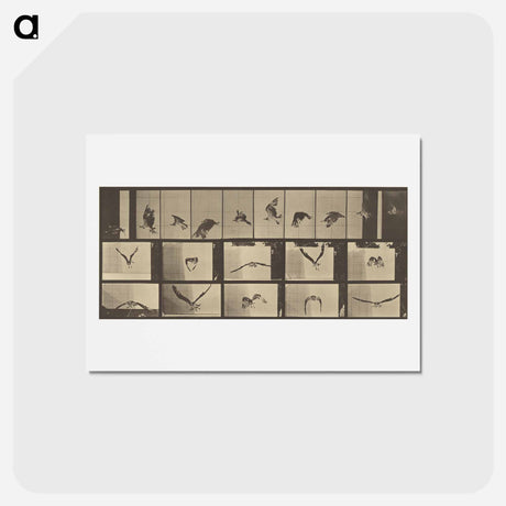 アートポストカード-Animal Locomotion
 - エドワード マイブリッジ Postcard.