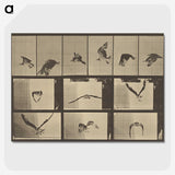 3-33_Eadweard-Muybridge_picture-crop