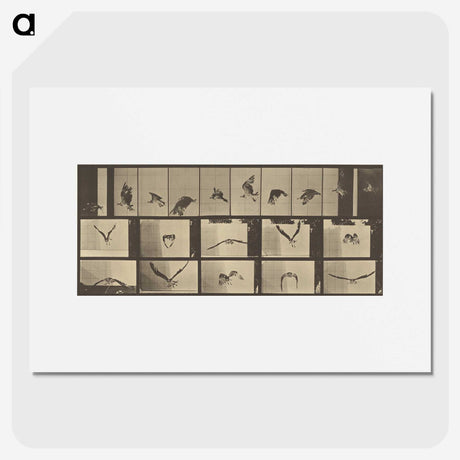 3-33_Eadweard-Muybridge_picture