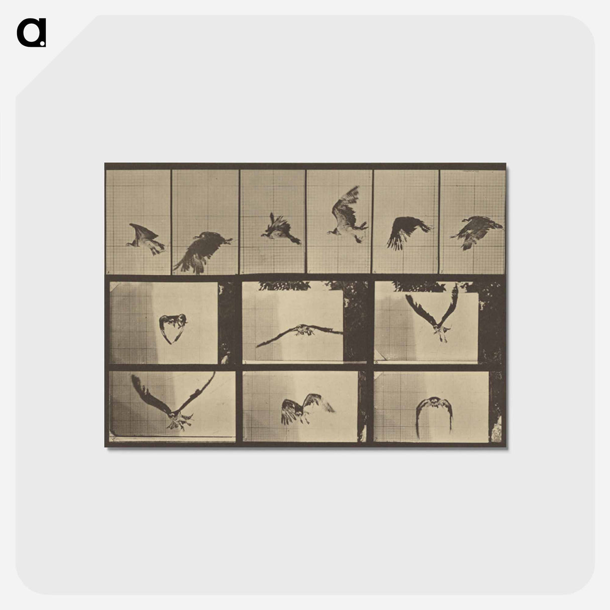 アートポストカード-Animal Locomotion
 - エドワード マイブリッジ Postcard.