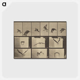 アートポストカード-Animal Locomotion
 - エドワード マイブリッジ Postcard.