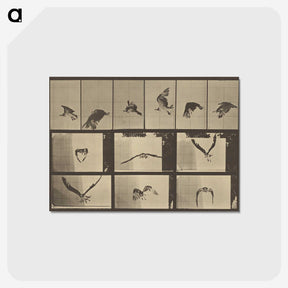 3-33_Eadweard-Muybridge_postcard