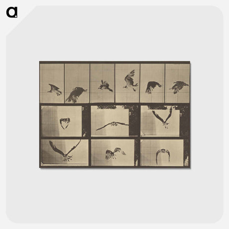 アートポストカード-Animal Locomotion
 - エドワード マイブリッジ Postcard.