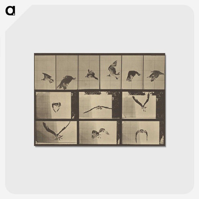 3-33_Eadweard-Muybridge_postcard